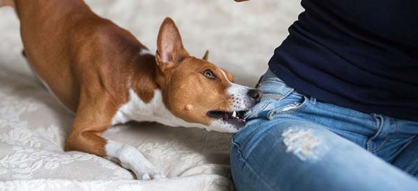 Las Vegas Dog Bite Attorney